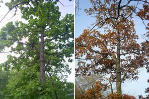 Quercus mongolica in June and October.jpg