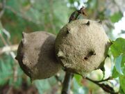 Quercus robur (Andricus kollari).002 - A Pobra do Caramiñal.JPG