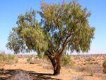 Qyzyl-Qum-Desert-landscape.JPG