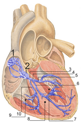 Расположение элементов проводящей системы сердца 1. Синоатриальный узел 2. Атриовентрикулярный узел 3. Пучок Гиса 4. Левая ножка пучка Гиса 5. Левая передняя ветвь 6. Левая задняя ветвь 7. Левый желудочек 8. Межжелудочковая перегородка 9. Правый желудочек 10. Правая ножка пучка Гиса