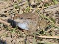 Самец травяной лягушки. Природоохранная территория Мухалница. Болгария.