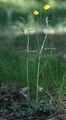 Однолучевой верхоцветник лютика едкого (Ranunculus acris)