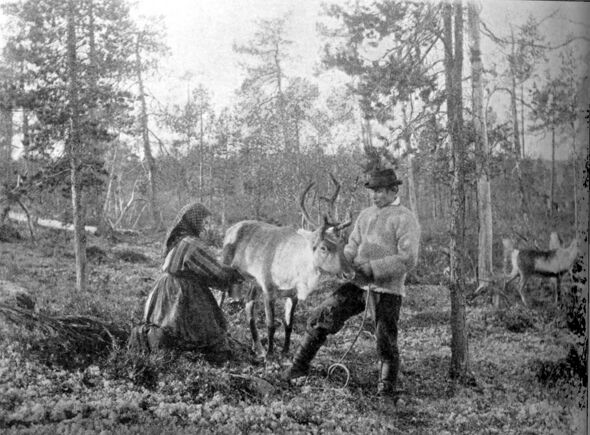 Мужчина-квен и женщина — инари-саами. Доение северного оленя. Сёр-Варангер, Северная Норвегия. Конец XIX века