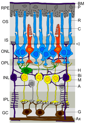 Слои сетчатки RPE — пигментный эпителий сетчатки OS — наружный сегмент фоторецепторов IS — внутренний сегмент фоторецепторов ONL — внешний ядерный слой OPL — внешний сплетениевидный слой INL — внутренний ядерный слой IPL — внутренний сплетениевидный слой GC — ганглионарный слой BM — мембрана Бруха P — пигментные эпителиоциты R — палочки C — колбочки Стрелка и пунктирная линия — внешняя пограничная мембрана H — горизонтальные клетки B — биполярные клетки M — Клетки Мюллера A — амакриновые клетки G — ганглионарные клетки AX — аксоны