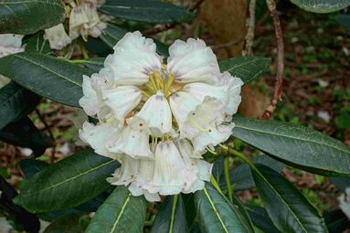 Rhododendron rex растёт в подлеске с бамбуком[22]