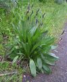 Розеточный побег: прикорневая розетка (Plantago lanceolata)