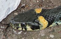 Ringelnatter (Natrix natrix) head.jpg