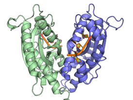 Димерная рибонуклеаза T (зелёным и синим цветами показаны отдельные мономеры фермента) в комплексе с ДНК (показана оранжевым цветом), PDB ID 3NH1.[1]