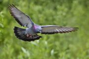 Rock dove - natures pics.jpg