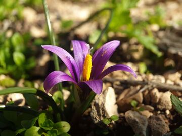 Romulea bulbocodium