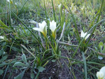 Romulea flava var. flava