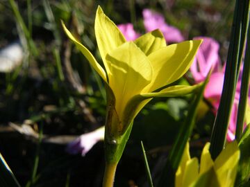 Romulea flava var. minor