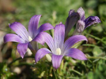 Romulea ligustica