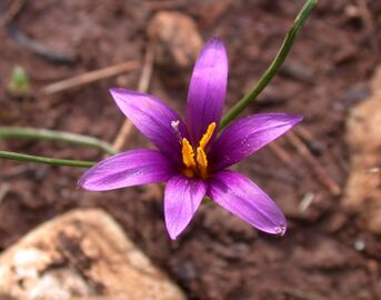 Romulea phoenicia