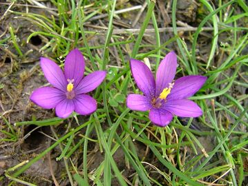 Romulea requienii