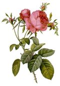 Rosa centifolia foliacea 17.jpg