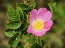 Rosa tomentosa (flower).jpg