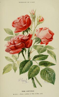 Rosa 'Parfum de l'Hay'. Ботаническая иллюстрация из Journal des Roses. Художник: Claude Sebastien Hugard de la Tour (1818-1886)
