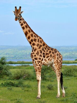 Rothschild's Giraffe (Giraffa camelopardalis rothschildi) male (7068054987), crop & edit.jpg