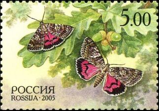 Бабочка «малиновая орденская лента» ( (ЦФА [АО «Марка»] № 1024), 2005 год).