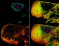 Серия конфокальных изображений (z-стек), демонстрирующих распределение актиновых филаментов в клеточной линии остеосаркомы U2OS