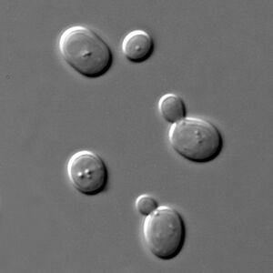 Yeast cells with dark borders to the upper left and bright borders to lower right