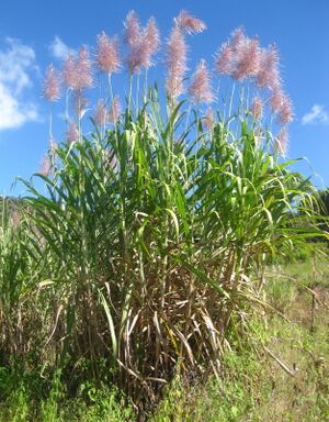 Saccharum officinarum, Mozambique.jpg