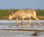 Saiga antelope at the Stepnoi Sanctuary.jpg
