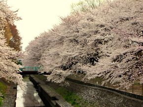 Цветущая сакура в парке Вабадори