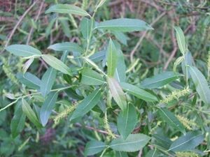 Salix triandra leaves-1.JPG