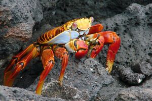 Sally lightfoot crab.jpg