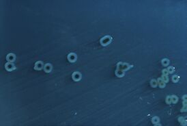 Фотография микропрепарата Salmonella enterica