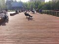 Новокосинский парк, площадка для отдыха на набережной Салтыковского пруда