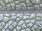 Salvia officinalis close up.jpg