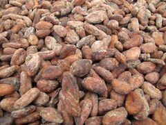 Sao Tome Monteforte Cocoa Beans Drying 2 (16062855549).jpg