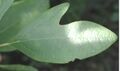 Sassafras albidum, двурассечённый лист