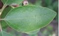Sassafras albidum, нерассечённый лист
