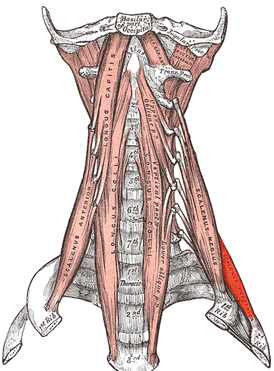 Задняя лестничная мышца выделена красным