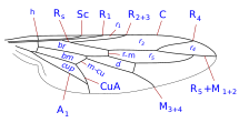 Жилкование крыла Pseudatrichia