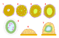 Кальцибластульный тип развития. 1 — яйцо, 2, 3 — полиаксиальное дробление, 4 — целобластула, 5 — кальцибластула, 6 — начало метаморфоза, 7 — олинтус