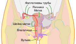 Местоположение фаллопиевых труб