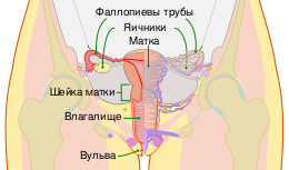 Схема женских половых путей и яичников человека