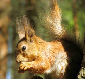 Sciurus vulgaris Обыкновенная белка Портрет.jpg