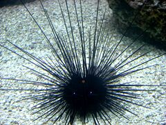 Sea Urchin in Shedd Aquarium (Chicago, IL) 28Nov07.JPG