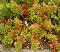 Sedum rubrotinctum