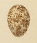 Рисунок яйца садовой славки