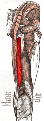 Полусухожильная мышца выделена красным