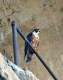 Shaheen Falcon (Falco peregrinus peregrinator) - Flickr - Lip Kee.jpg