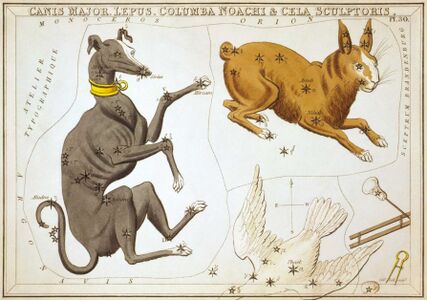 Карточка №30: Большой Пёс, Заяц, Голубь и Резец