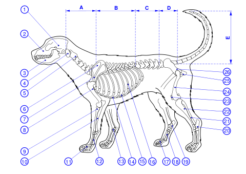 Skeleton of a dog diagram ver.2.svg